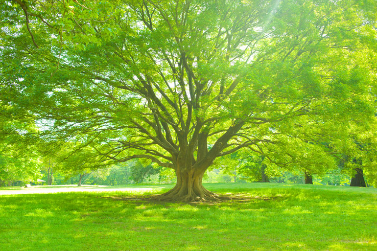 Tree of life Tree of life