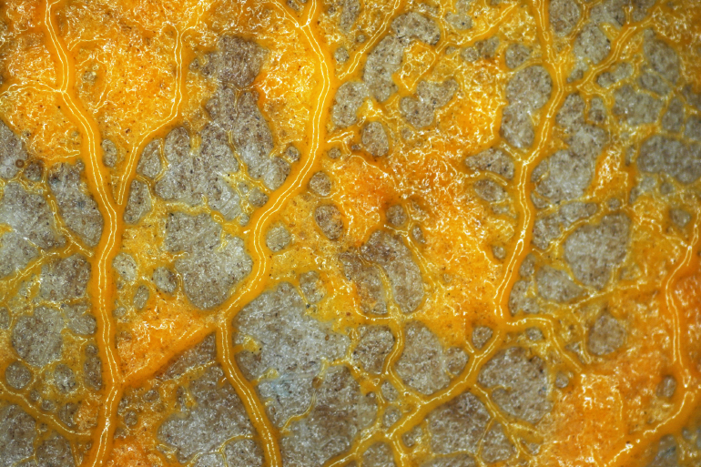 A veiny yellow Physarum slime mold A veiny yellow Physarum slime mold