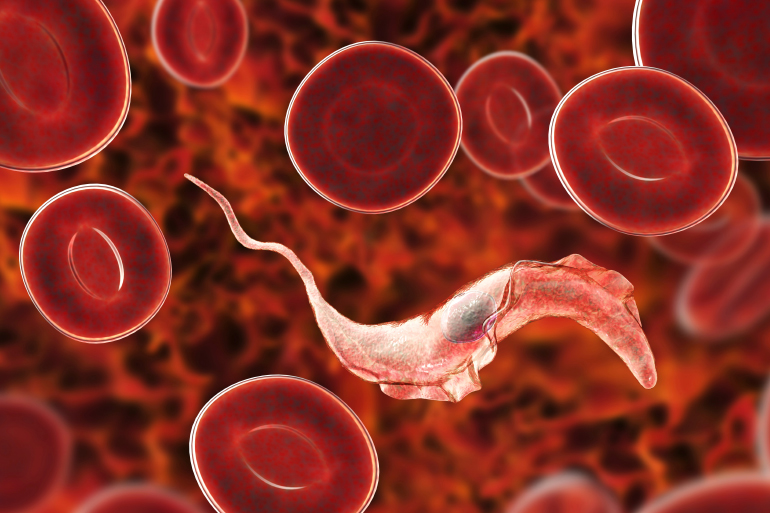 Trypanosoma cruzi parasite that causes Chagas disease Trypanosoma cruzi parasite that causes Chagas disease
