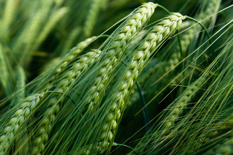 Ears of wheat growing in a field Ears of wheat growing in a field
