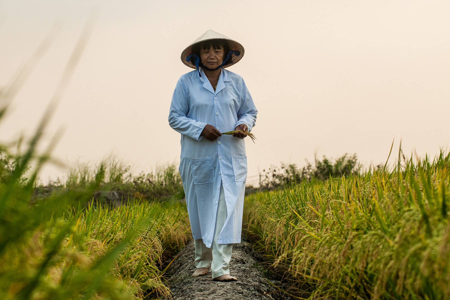 Prof. Nguyen Thi Lang, Cuu Long Delta Rice Research Institute breeder, researching drought, tolerant rice