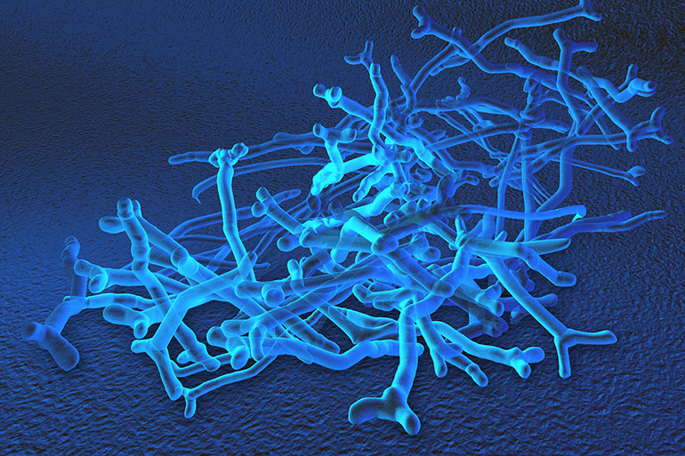 Image: bifidobacteria, which make up most of a newborn’s natural gut microbiota. Image: bifidobacteria, which make up most of a newborn’s natural gut microbiota.