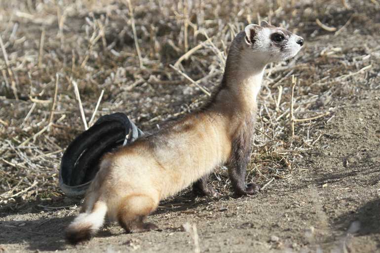 Black footed ferret Black footed ferret