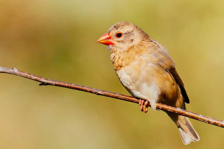 Red-billed Quelea on a branch Red-billed Quelea on a branch