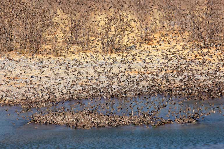 Flock of Red-billed Quelea Flock of Red-billed Quelea