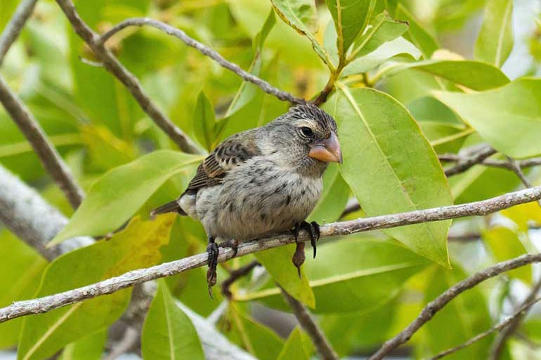 Finch Finch