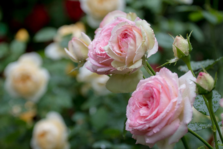Kalyani Kallam enjoys gardening outside of work Kalyani Kallam enjoys gardening outside of work