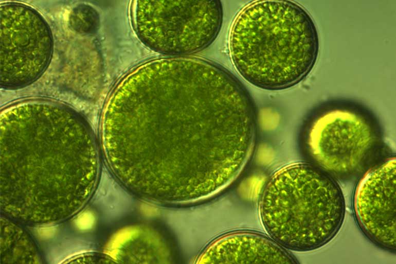 Algae cells Algae cells
