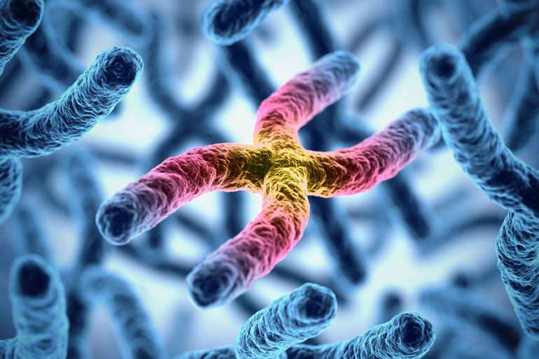 Telomere Telomere