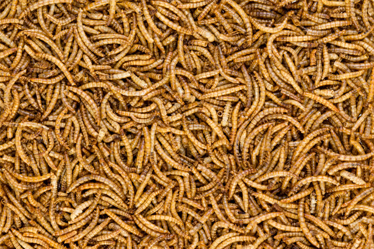 Darkling Beetle larvae, used to create insect oil, an enviro friendly alternative to palm oil Darkling Beetle larvae, used to create insect oil, an enviro friendly alternative to palm oil
