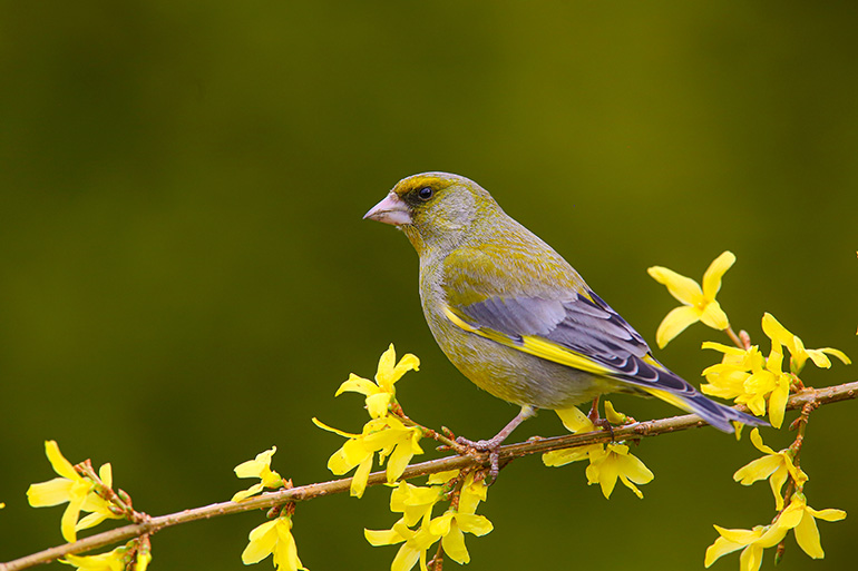 Image: A greenfinch which is susceptible to the parasite Trichomonas gallinae Image: A greenfinch which is susceptible to the parasite Trichomonas gallinae