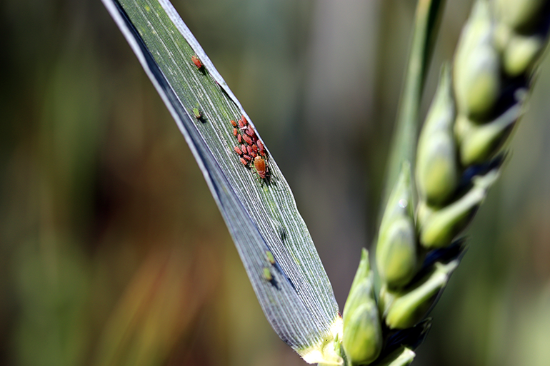 Aphids, which spread diseases, on an ear of wheat. Aphids, which spread diseases, on an ear of wheat.