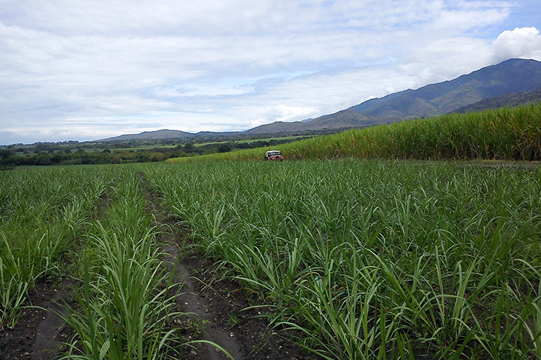 Image: A sugarcane plantation, Cali, Colombia. Credit: Dr Nasmille Larke-Mejía Image: A sugarcane plantation, Cali, Colombia. Credit: Dr Nasmille Larke-Mejía