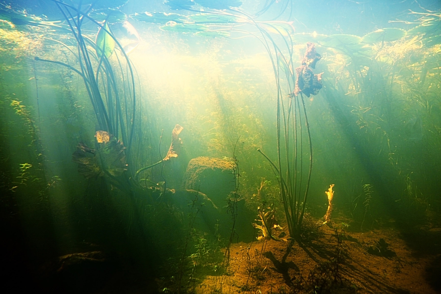Image shows a photo taken beneath the surface of a pond, showing a murky green/blue water with reeds growing from the seabed.