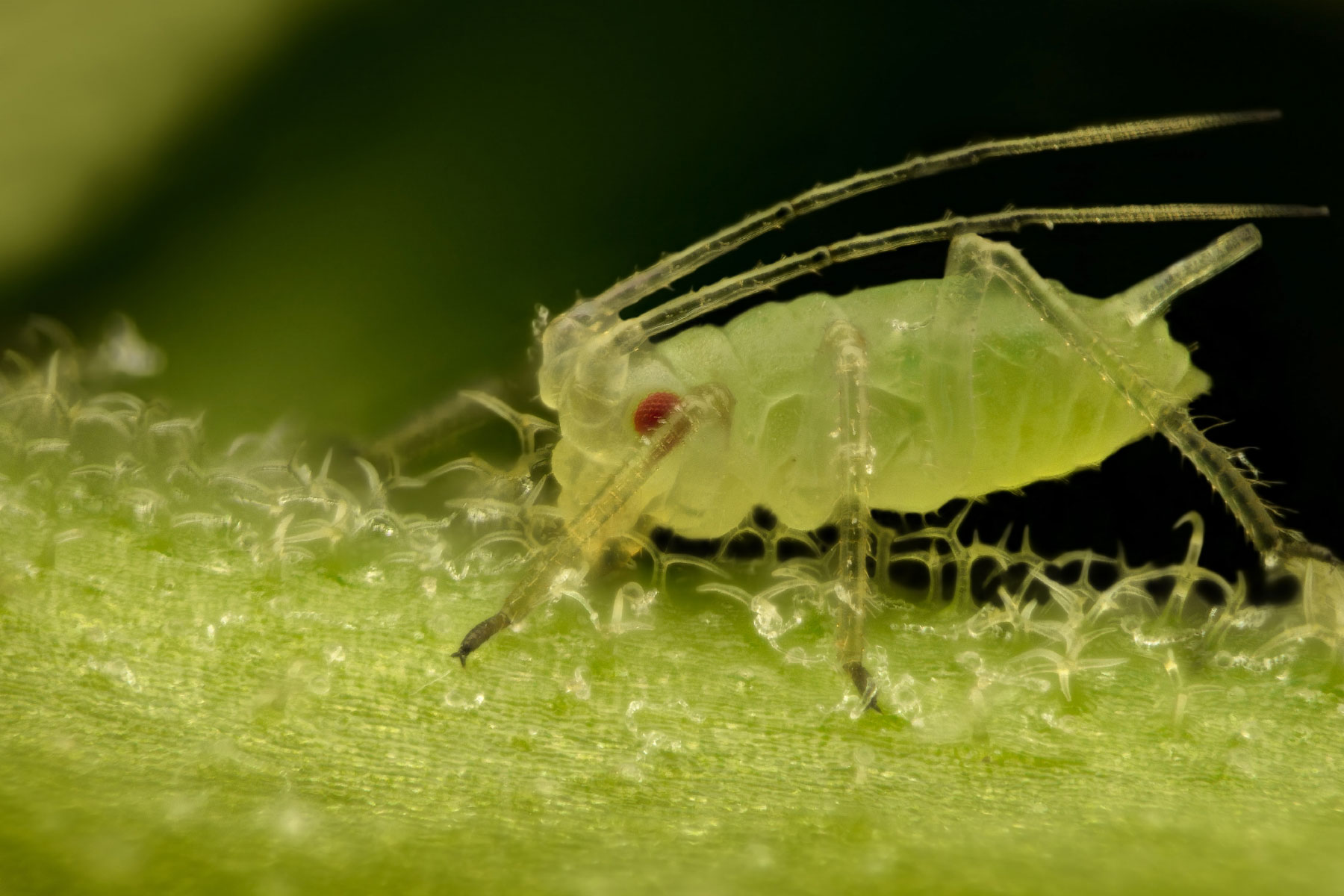 How aphids spit lncRNA into plants to make them a tastier prospect