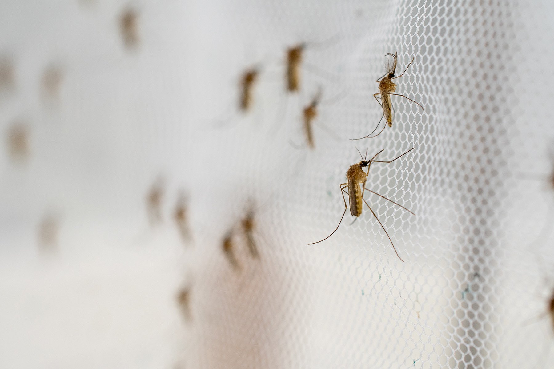 Mosquito nets and sprays are the most effective way of preventing transmission of malaria. Image: A number of mosquitos become stuck on a mosquito net, which is one of the most effective ways of preventing transmission.