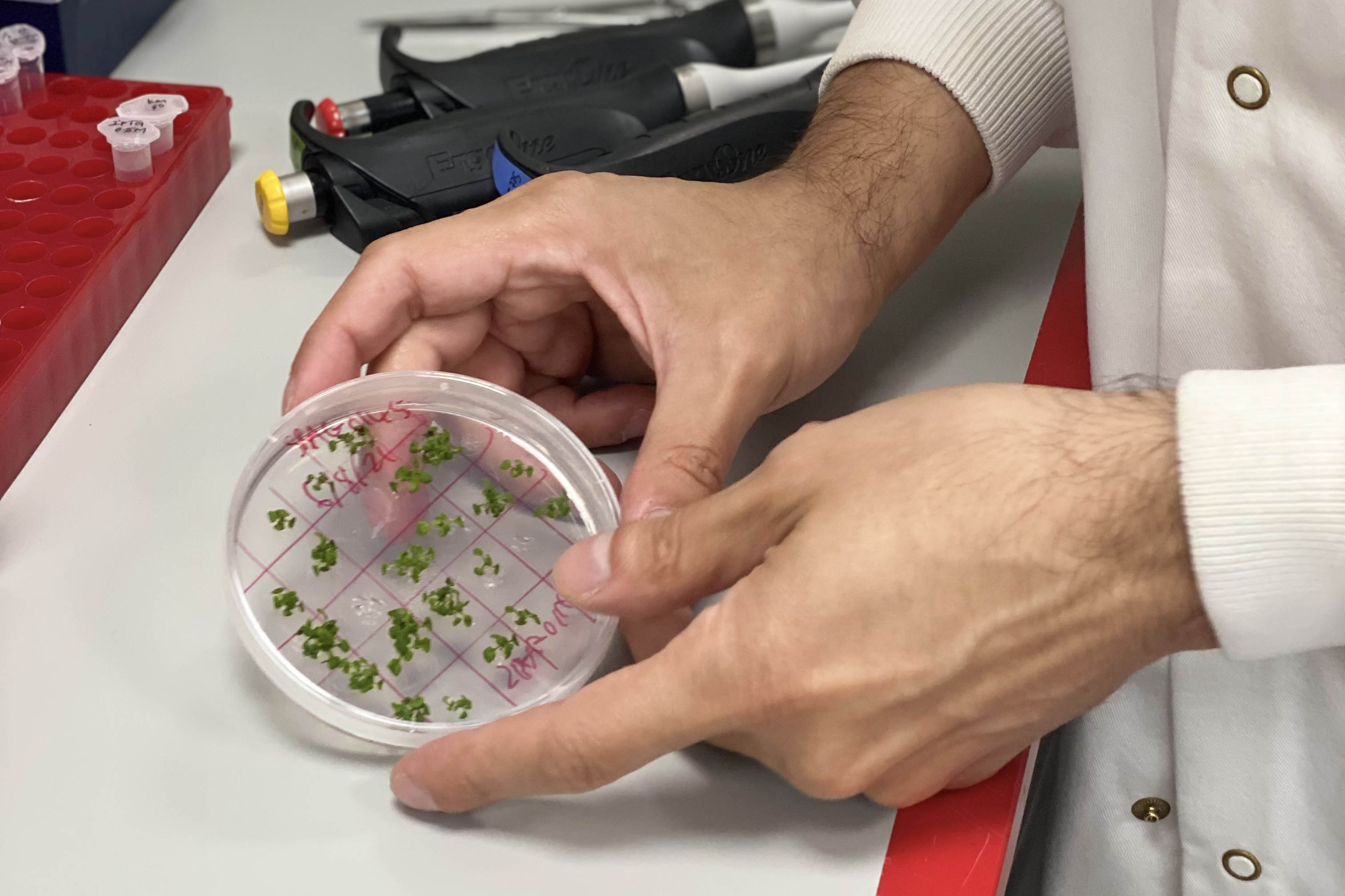 Tufan with arabidopsis samples in the EI labs Tufan with arabidopsis samples in the EI labs