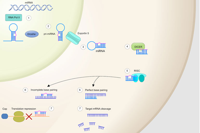 The process of miRNA binding to mRNA The process of miRNA binding to mRNA