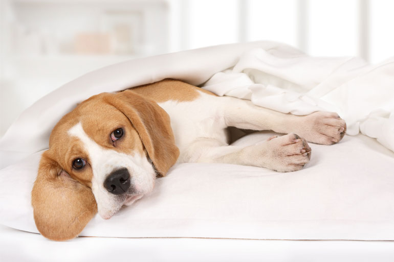 The dog showed the highest number of miRNA genes Out of all of the animals analysed, it was the dog which showed the highest number of novel miRNA genes