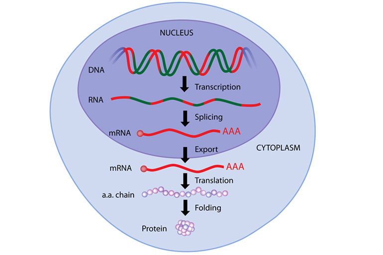 A eukaryote gene is made up of protein coding exons and non-coding introns A eukaryote gene is made up of protein coding exons and non-coding introns