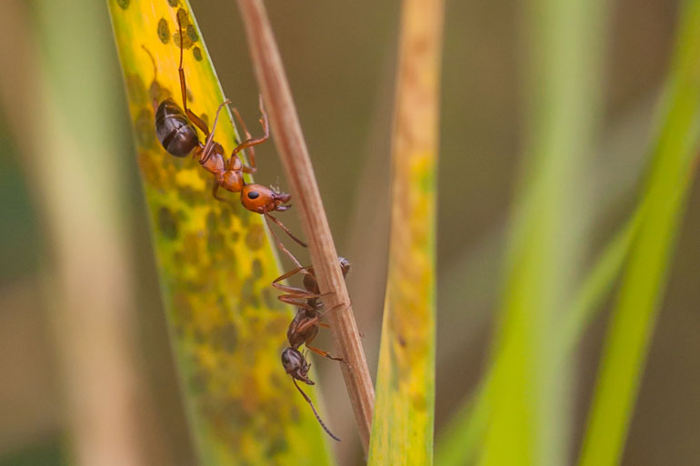 Some plants have developed a particularly interesting symbiosis with ants