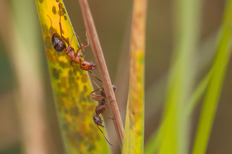 Some plants have developed a particularly interesting symbiosis with ants Some plants have developed a particularly interesting symbiosis with ants