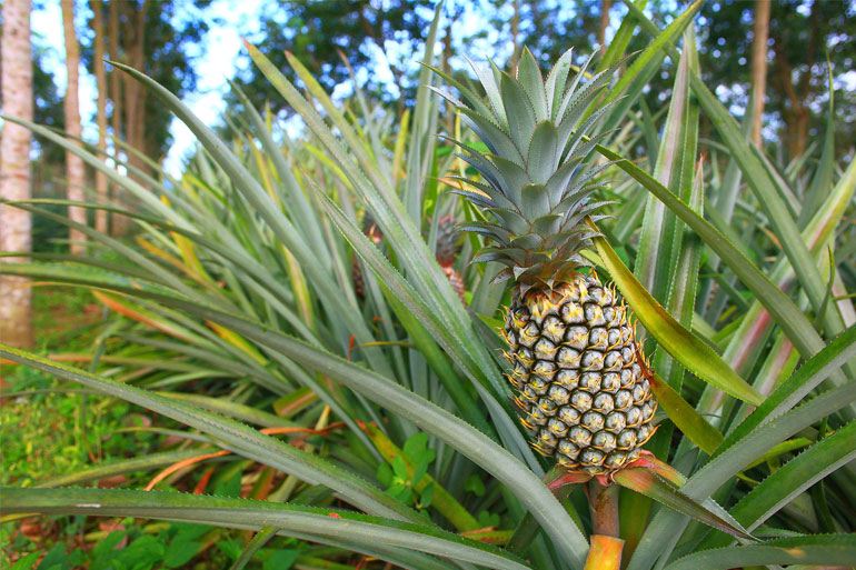 Not all Bromeliads grow on trees. Pineapples (Ananas) grow out of the ground, from a leafy plant. Not all Bromeliads grow on trees. Pineapples (Ananas) grow out of the ground, from a leafy plant.