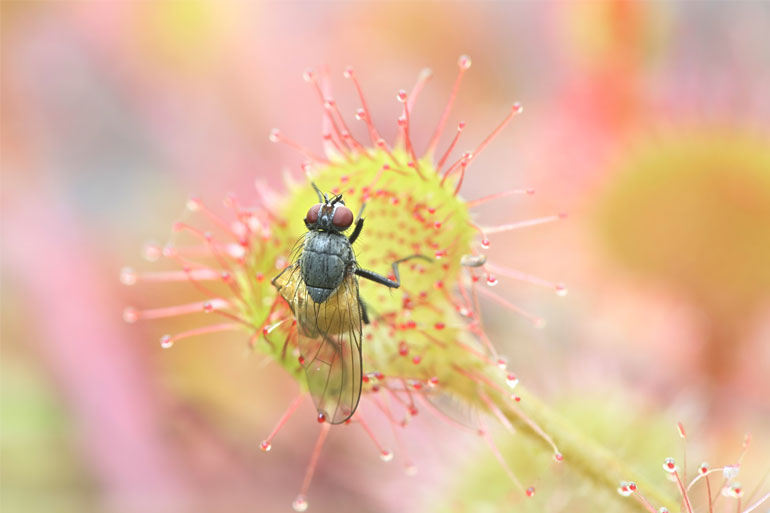 Sundew (Drosera rotundifolia) feeding on a fly Sundew (Drosera rotundifolia) feeding on a fly