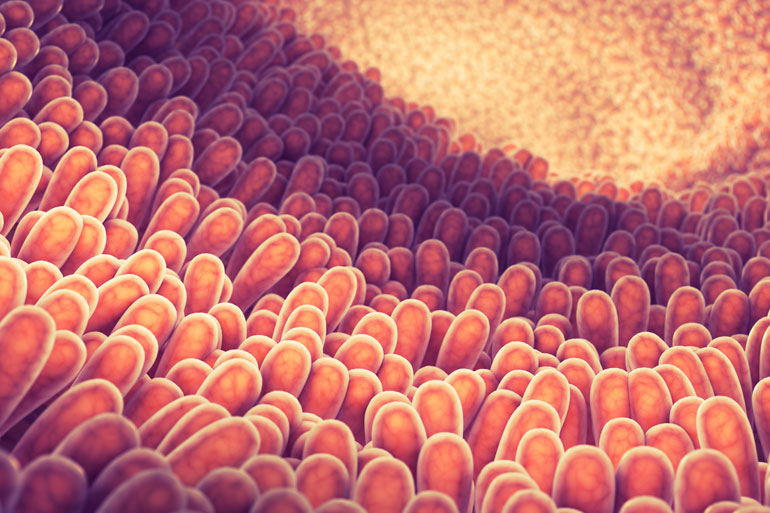 A 3D rendered image of the gut epithelial cells that form the inner wall of the intestines. A 3D rendered image of the gut epithelial cells that form the inner wall of the intestines.