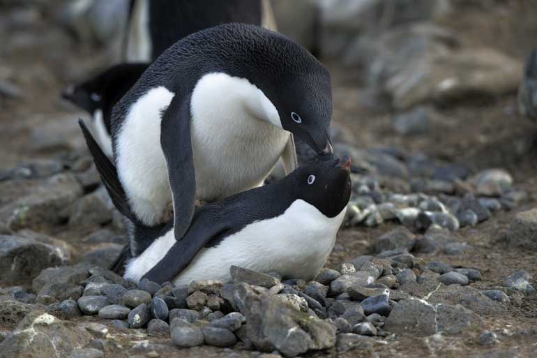 Adelie penguins Adelie penguins
