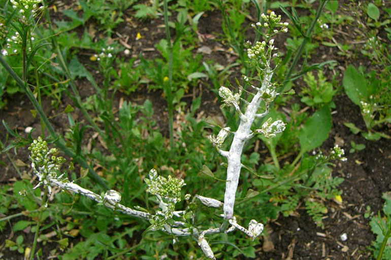 Albugo Candida Albugo Candida