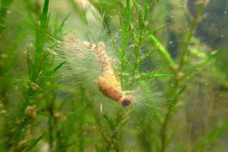 Water mold Albugo Candida