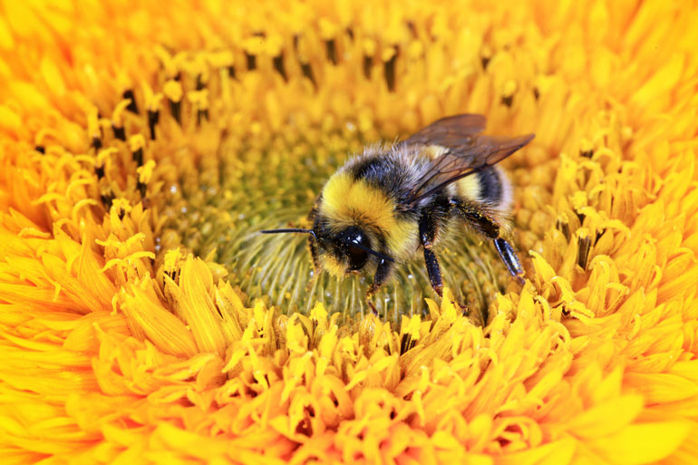 83% of children interviewed in a survey were not able to identify a bumble bee 83% of children interviewed in a survey were not able to identify a bumble bee