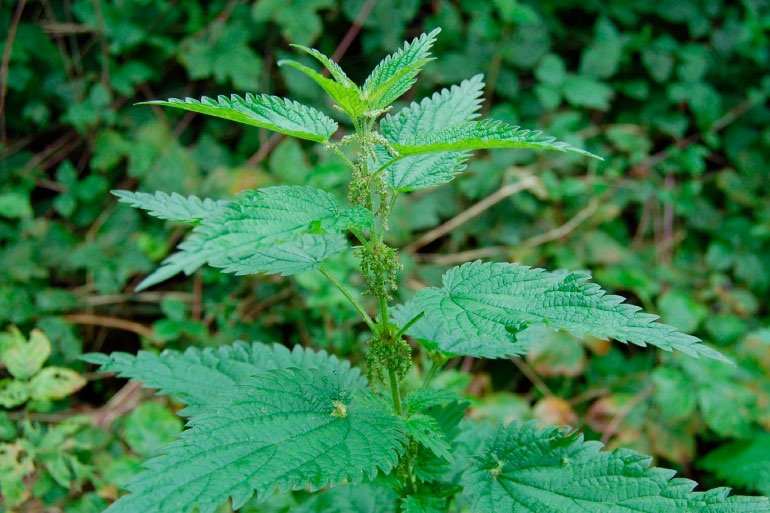 A recent feature in the Independent highlighted that half of UK children can't identify a stinging nettle A recent feature in the Independent highlighted that half of UK children can't identify a stinging nettle