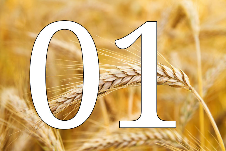 Ten years of leading the field decoding complex non-human genomes - wheat Ten years of leading the field decoding complex non-human genomes - wheat