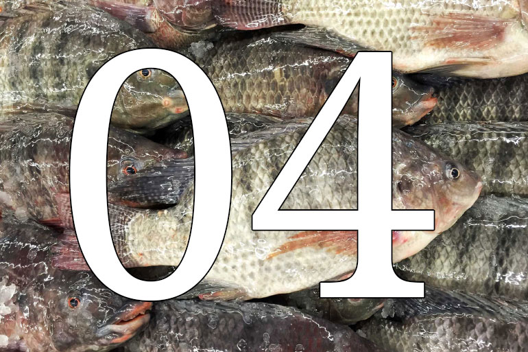 Ten years of leading the field decoding complex non-human genomes - tilapia Ten years of leading the field decoding complex non-human genomes - tilapia