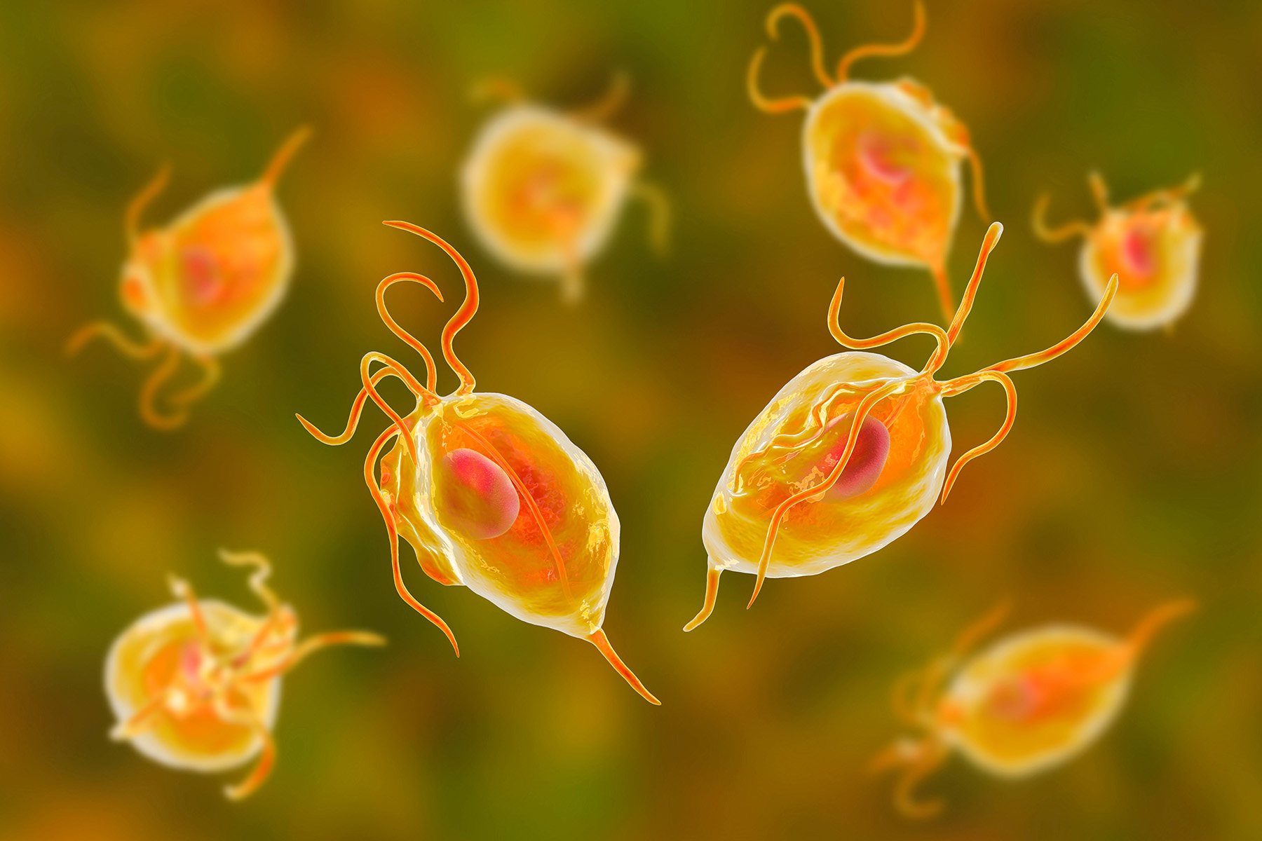 Image: 3D render of the parasite Trichomonas vaginalis Image: 3D render of the parasite Trichomonas vaginalis