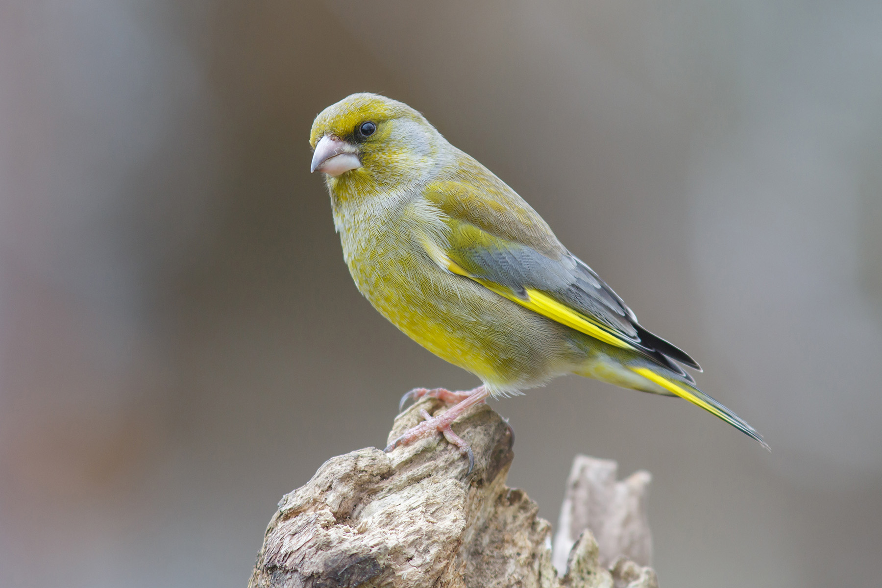 Image: A greenfinch which is susceptible to the parasite Trichomonas gallinae Image: A greenfinch which is susceptible to the parasite Trichomonas gallinae