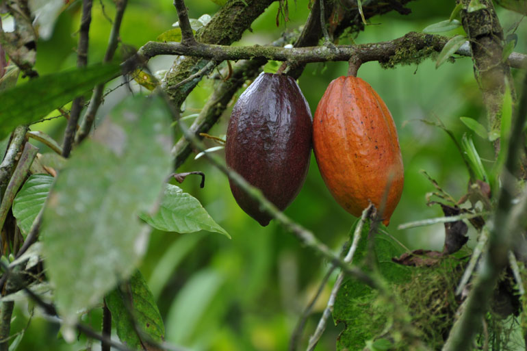 Cacao pods, inside which are the cacao beans Cacao pods, inside which are the cacao beans