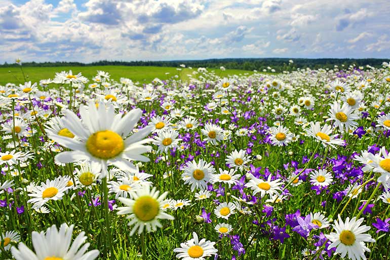 Gene edited crops in the laboratory Gene edited crops in the laboratory