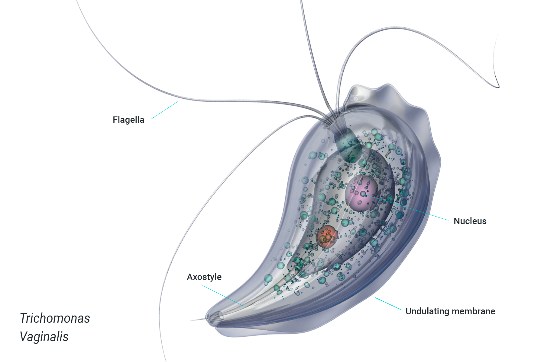 Image: Single-celled flagellate Eukaryote Euglena under the microscope Image: Single-celled flagellate Eukaryote Euglena under the microscope