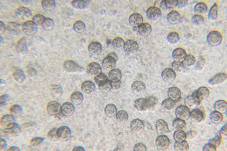 Chlamydomonas reinhardtii Chlamydomonas reinhardtii