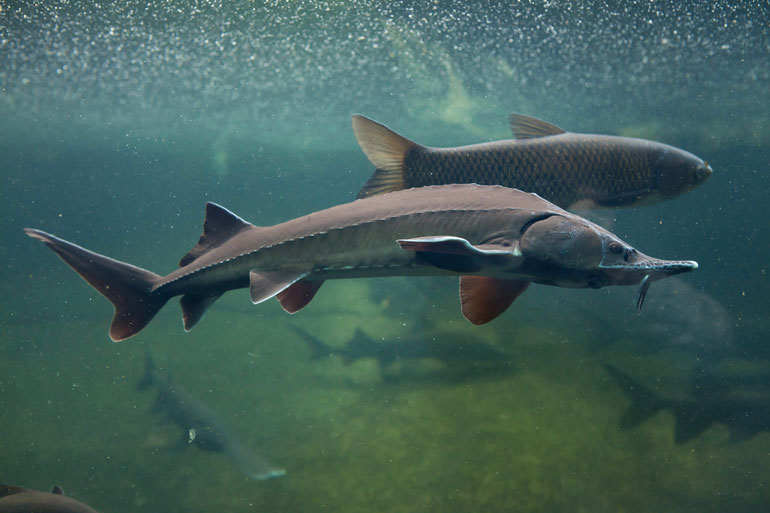 Siberian Sturgeon Siberian Sturgeon
