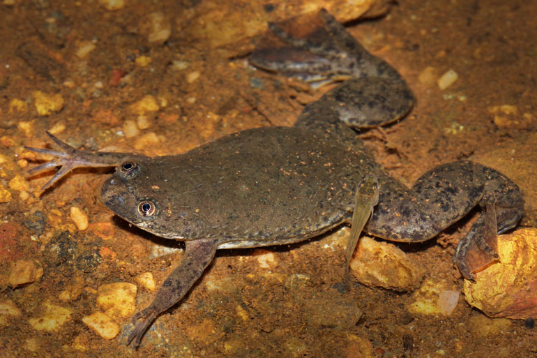 Uganda clawed frog - Xenopus Ruwenzoriensis Uganda clawed frog - Xenopus Ruwenzoriensis