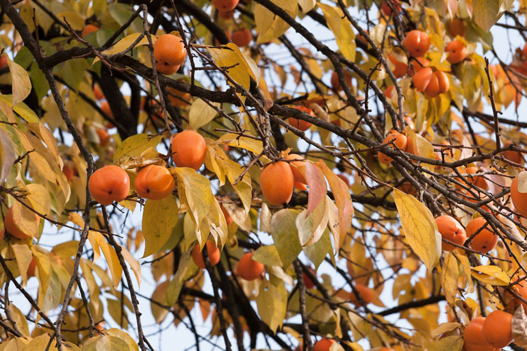 Persimmon tree Persimmon tree