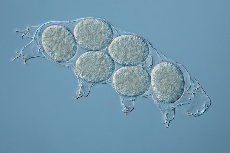Tardigrades Tardigrades