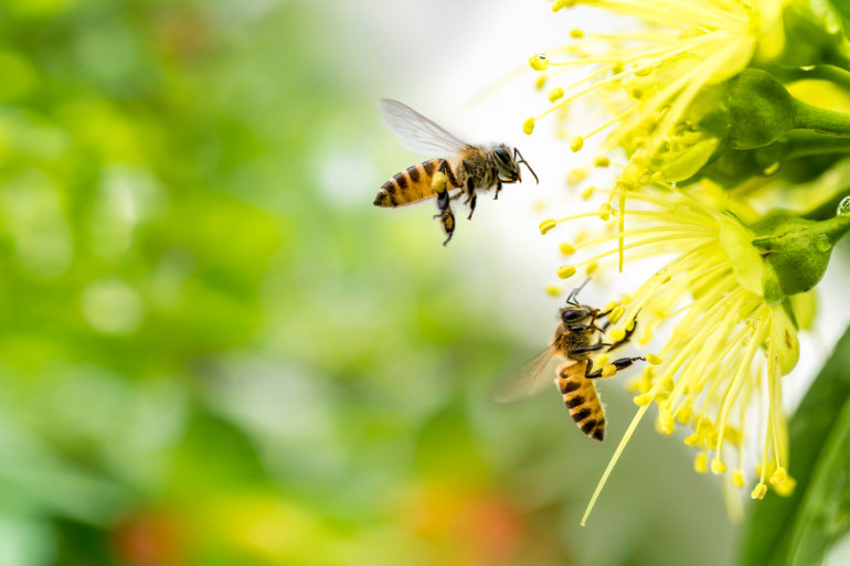 Comparing DNA for bee conservation and biodiversity Comparing DNA for bee conservation and biodiversity