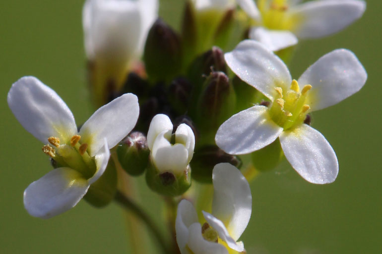 Arabidopsis Thaliana is model plant often used for studying circadian clocks and rhythms Arabidopsis Thaliana is model plant often used for studying circadian clocks and rhythms