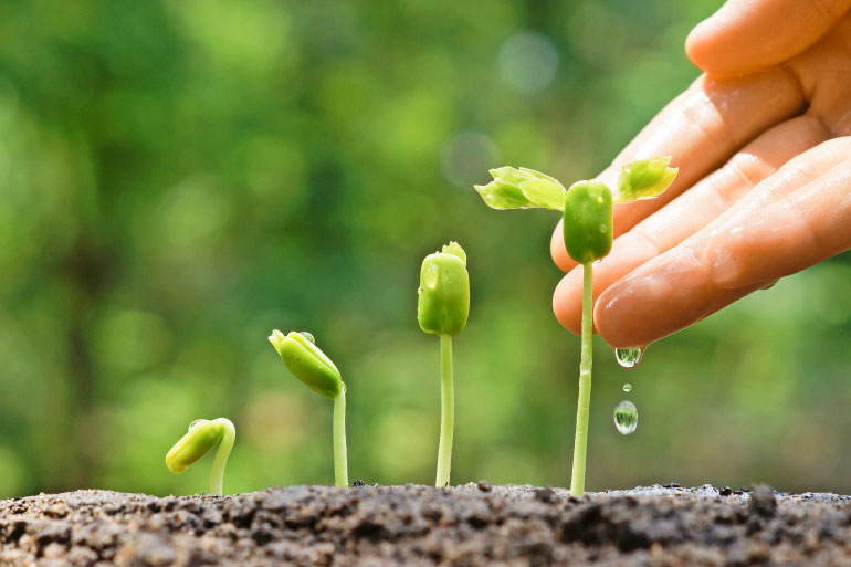 Circadian rhythms don't just occur in humans, they also affect plants, including those that are important for food security. Circadian rhythms don't just occur in humans, they also affect plants, including those that are important for food security.