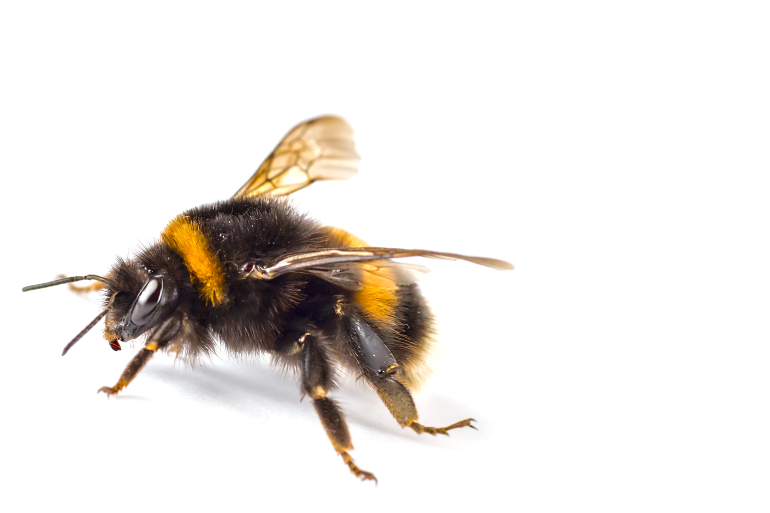 Close up macro photograph of a Bumble Bee, bombus, on a white background.